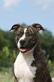 AMSTAFF  PORTRAIT 012